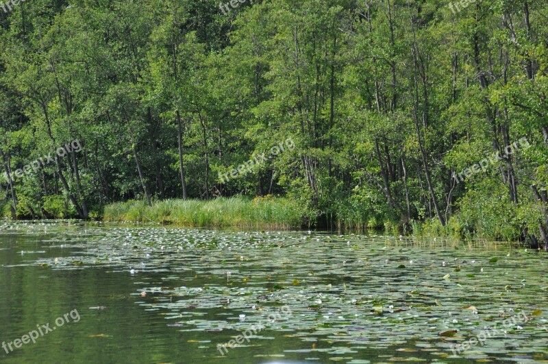 Water Lilies Müritz Lake Nature Landscape