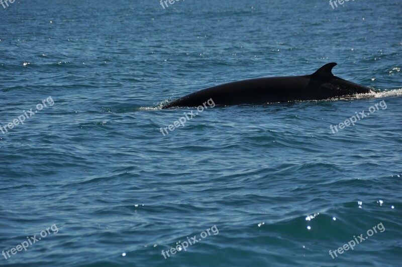 Minke Whale Wal Water Sea Nature