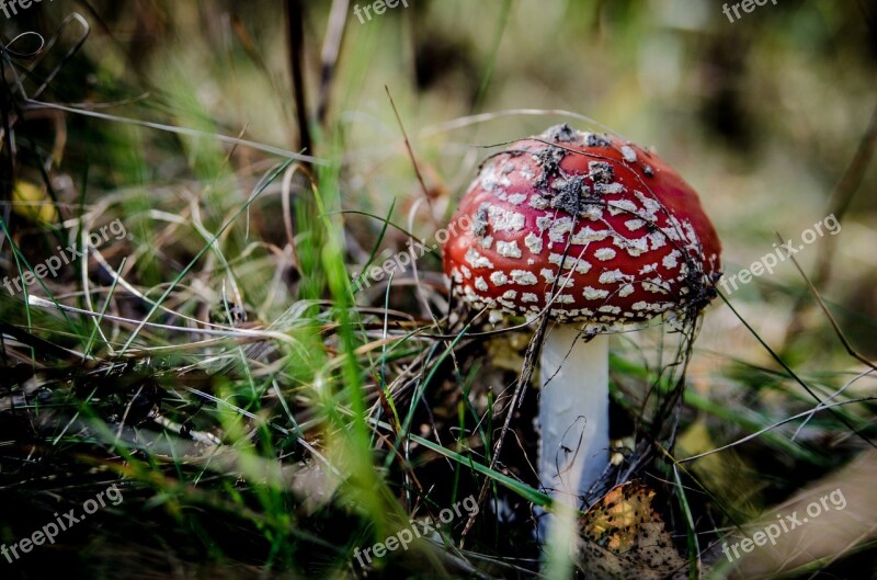 Fly Agaric Red Mushrooms Mushroom Poisoning Forest