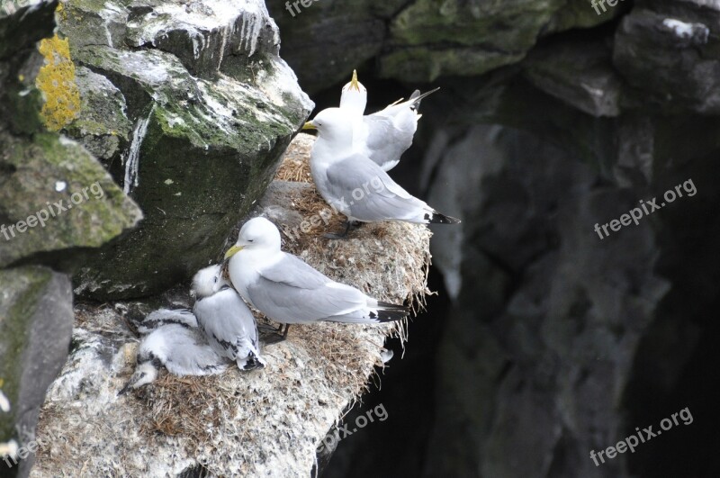 Gulls Box Wall Birds Sitting Gull