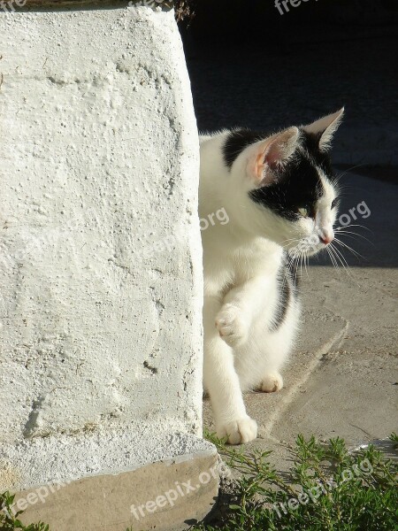 Cat Black And White Pet Free Photos