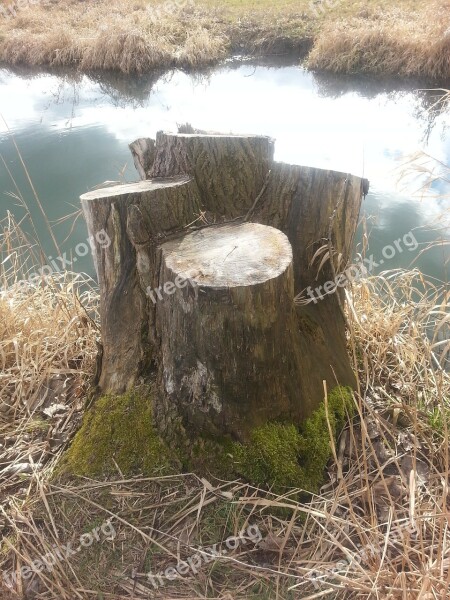 Tree Stump Fallen Tree Wood Dead Tree Waters