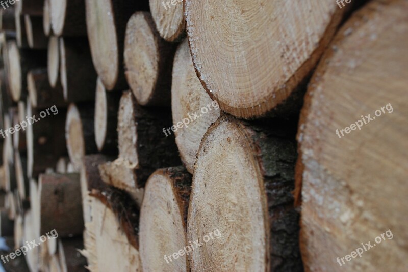 Wood Tree Closeup The Details Of The Spruce