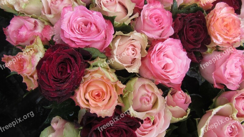 Roses Red Pink Farmers Local Market Market