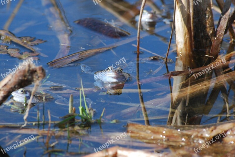 The Frog Nature Pond Water Animal