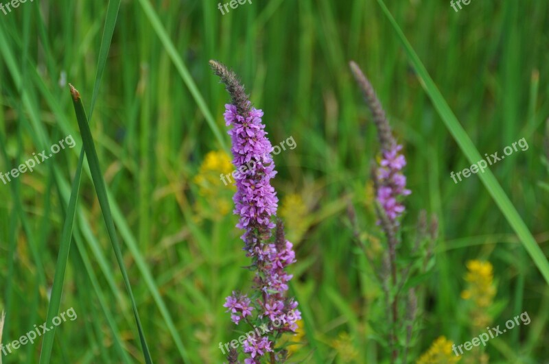 Pointed Flower Meadow Summer Meadow Wild Flowers Nature