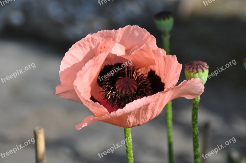 Poppy Blossom Bloom Flower Mohngewaechs