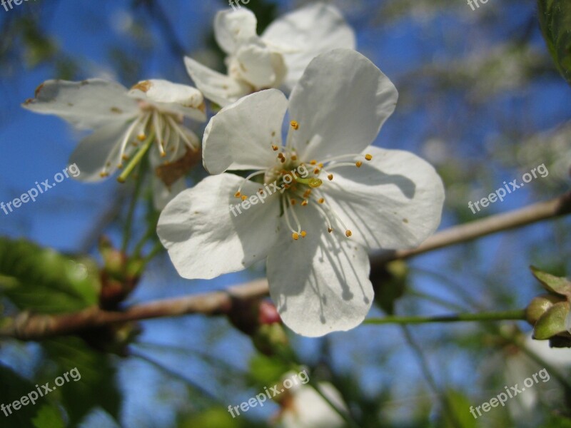 Cherry Blossoms Cherry Blossom Cherry Bloom White Blossom