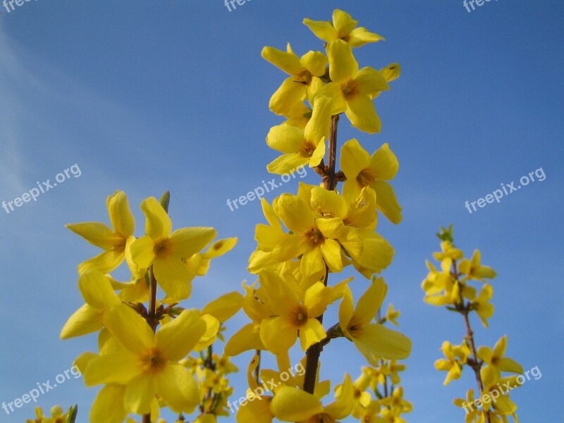 Forsythia Gold Lilac Golden Bells Ornamental Shrub Blossom