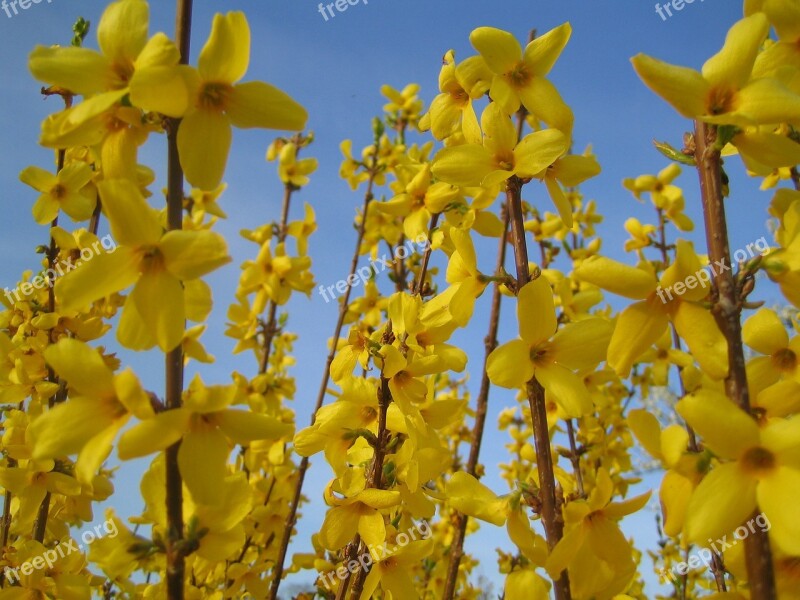 Forsythia Gold Lilac Golden Bells Ornamental Shrub Blossom