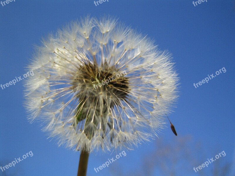 Dandelion Sky Flower Summer Meadow