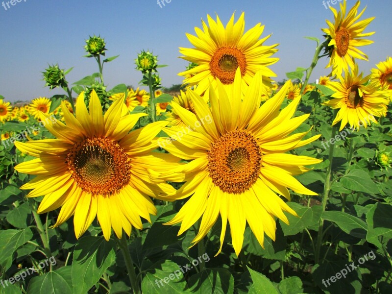 Sun Flower Flower Blossom Yellow Plant