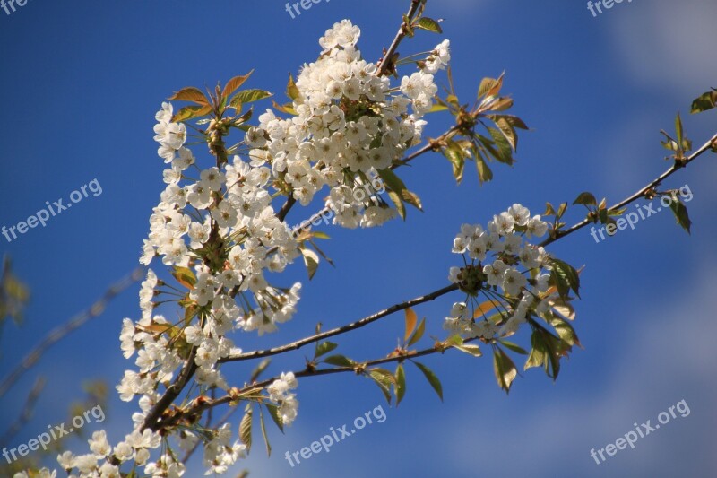 Flowers Blossom Bloom White Garden