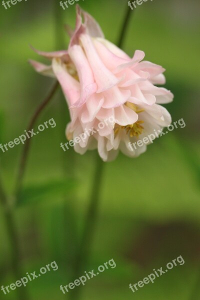 Columbine Blossom Bloom Flower Light Pink