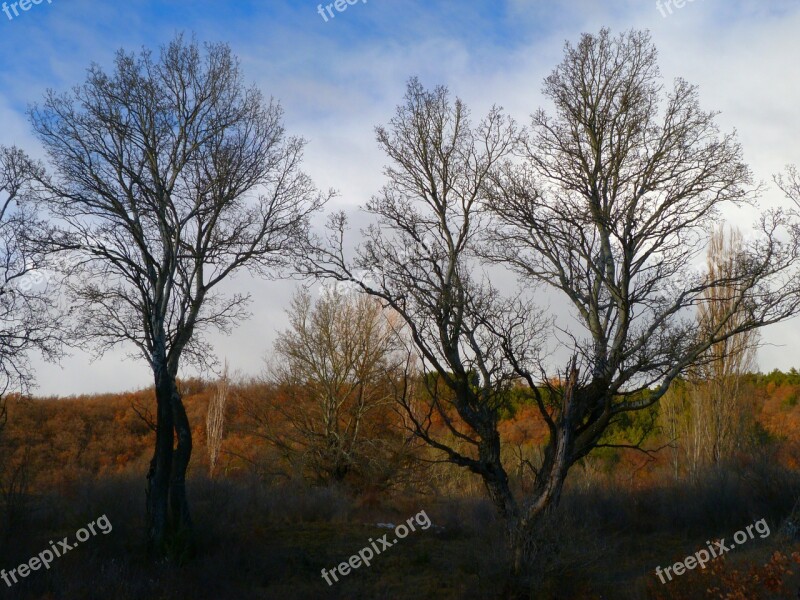 Trees Landscape Nature Winter Mist