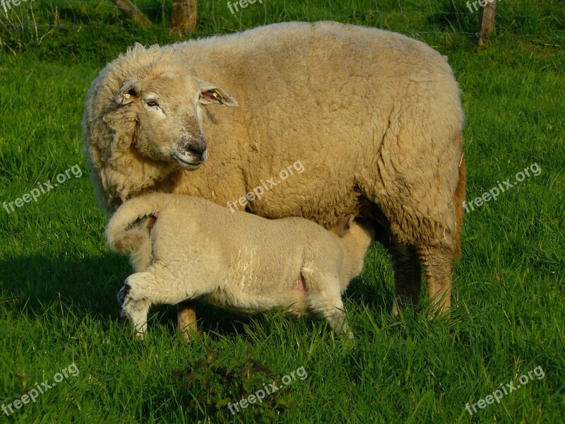 Sheep Wool Animal Fur Meadow