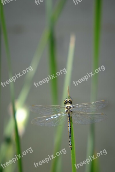 Dragonfly Insect Insects Bug Bugs