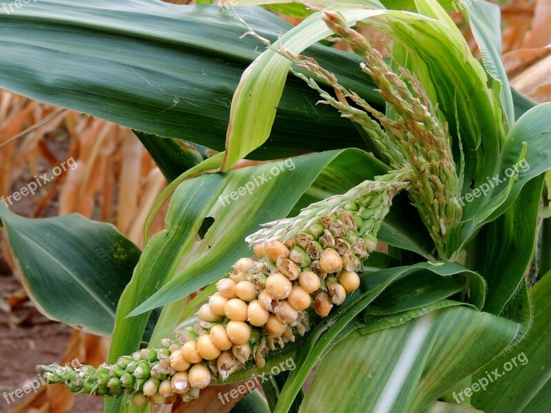 Corn Plantation Food Plants Cornfield