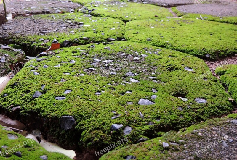 Pavement Moss Parallelepiped Sidewalk Free Photos