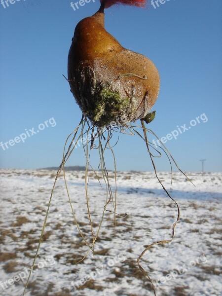 Winter Snow Frost Pear Free Photos