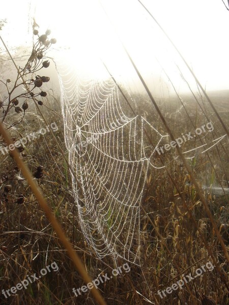 Autumn Web Branch Morning Free Photos