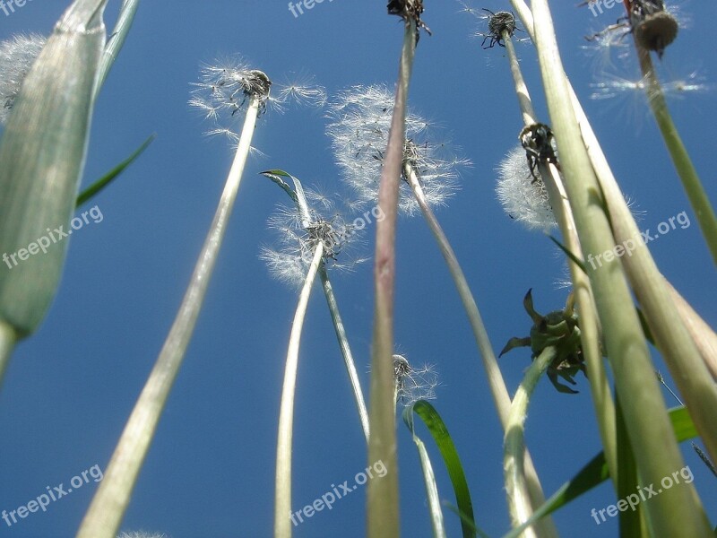 Stem Flower Fluff Sky Free Photos