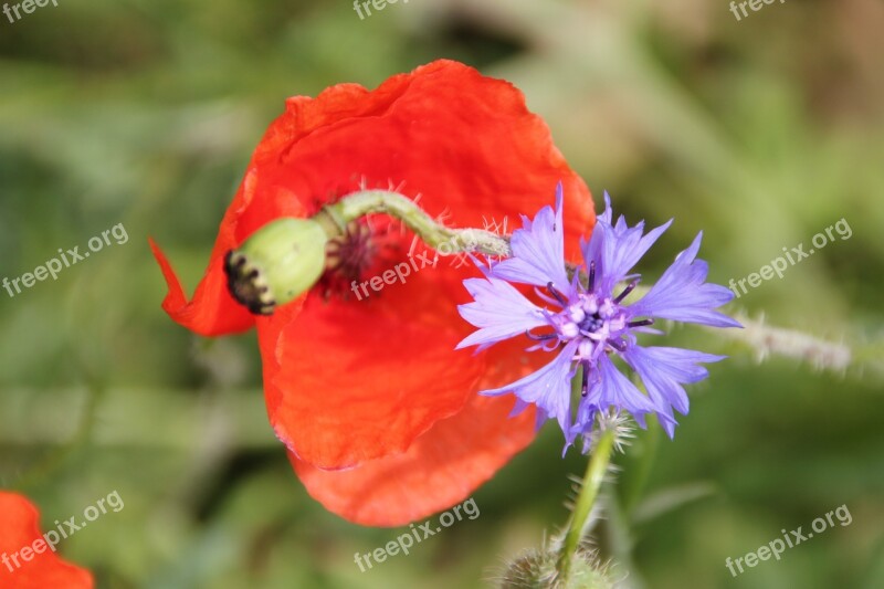 Poppy Flower Wildflowers Mohngewaechs Plant