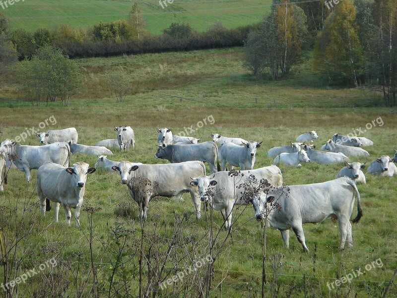 Cow White Meadow Herd Free Photos