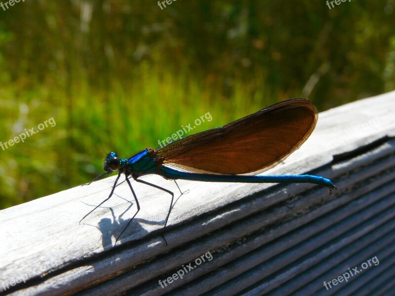 Dragonfly Demoiselle Insect Nature Macro