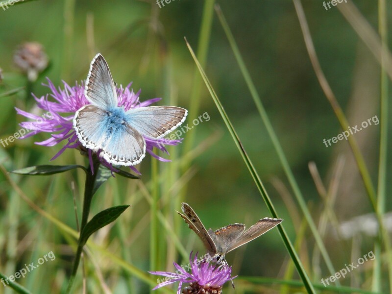 Butterfly Insect Nature Insects Flower