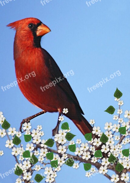 Cardinal Male Flowering Branch Carddigital Art Artwork