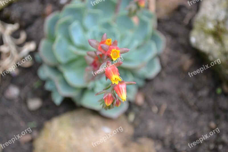 Ice Plant Flower Red Yellow Orange