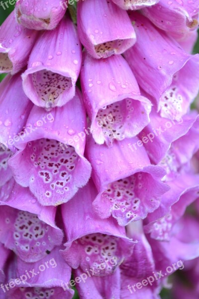 Foxglove Wild Close-up Nature Purple