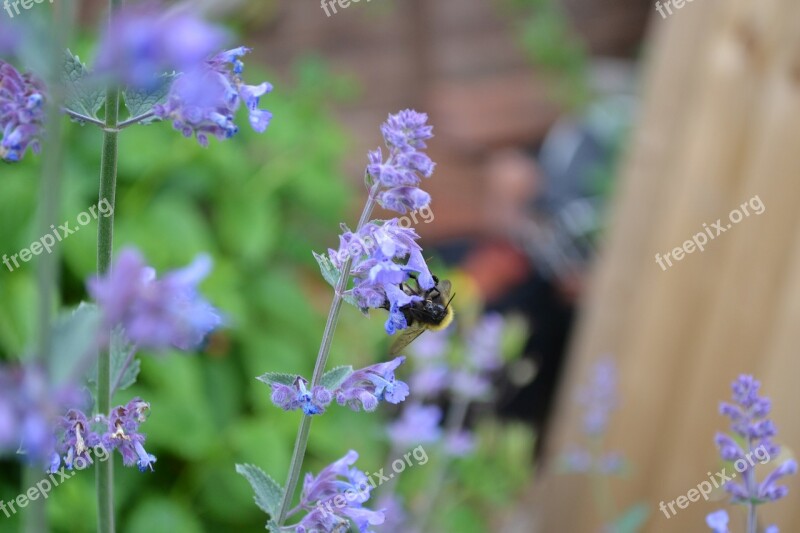 Catmint Catnip Purple Flower Blue