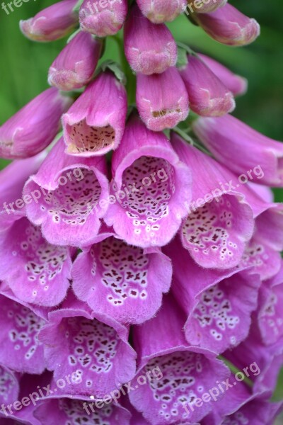 Foxglove Wild Close-up Nature Purple