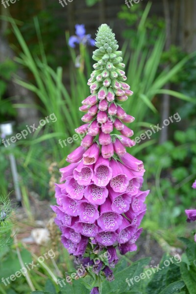 Foxglove Wild Close-up Nature Purple