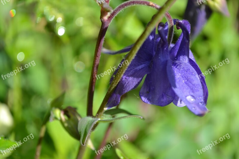 Columbine Aquilegia Flower Purple Wild