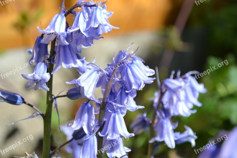 Bluebell Flower Purple White Close-up