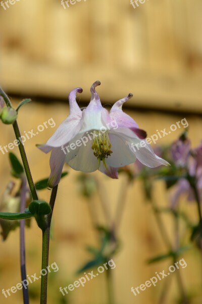 Columbine Aquilegia Flower Close-up Nature