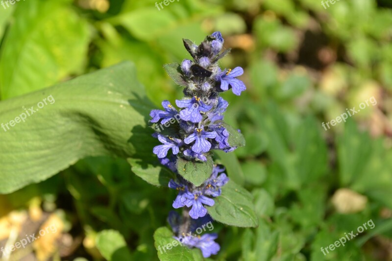 Bugle Wild Flower Blue Close-up