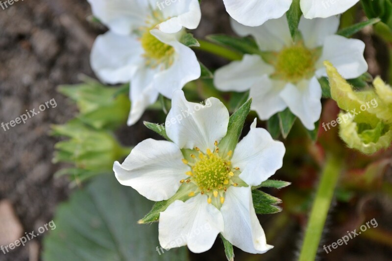 Strawberry Blossom Flower White Close-up