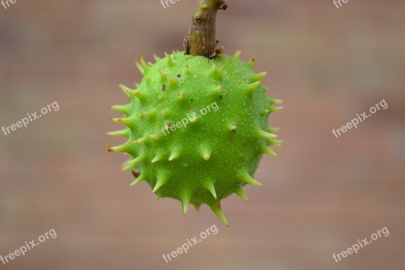 Conker Chestnut Horse Chestnut Green Spiky