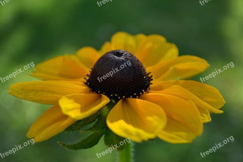 Rudbecka Flower Orange Yellow Head