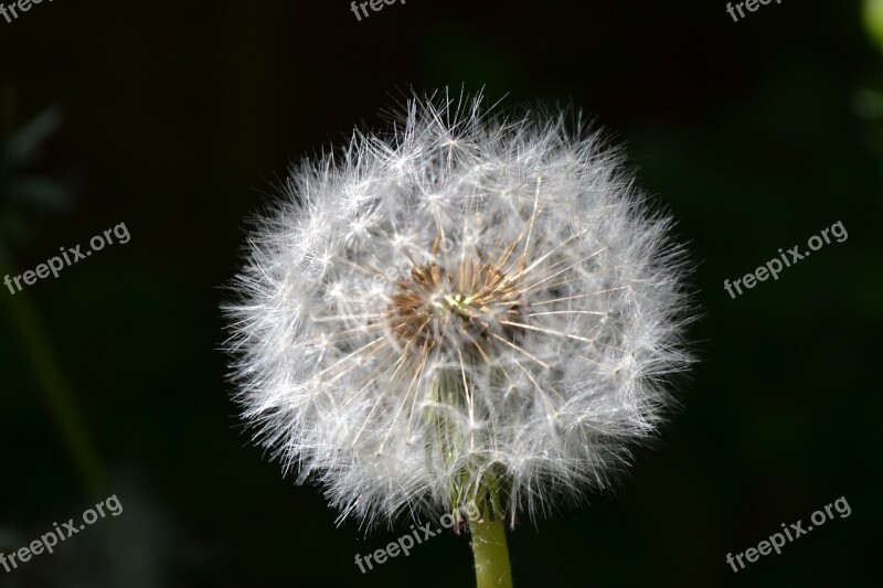 Dandelion Seed Head Green Close-up