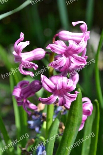 Hyacinth Pink Flower Close-up Nature