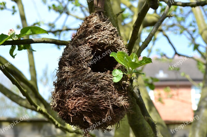 Bird's Nest Nest Bird Tree Wild