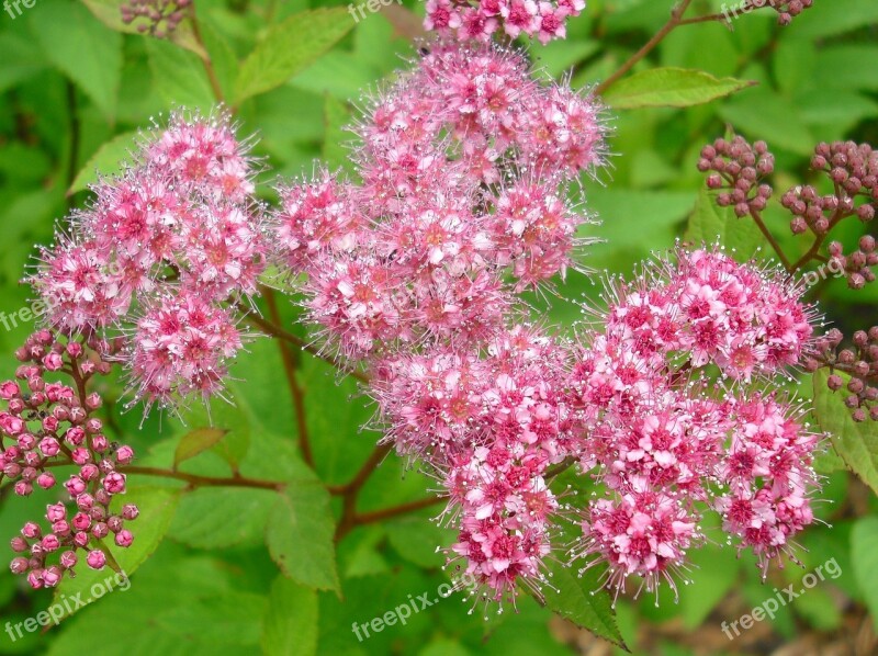 Grassland Plants Plant Flowers Pink Meadow