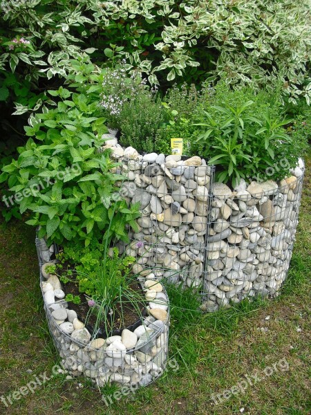 Cabbage Worm Herbs Garden Aromatic Herbs Summer