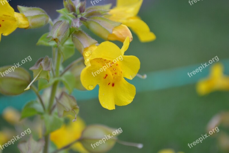 Mimulus Monkey Musk Monkey Flower Yellow Red Spots