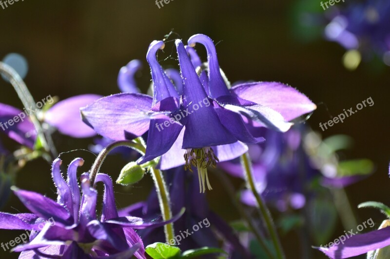 Columbine Aquilegia Flowers Violet Purple